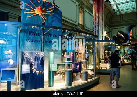 WASHINGTON DC, États-Unis - exposition sur la vie marine au Musée national d'histoire naturelle de la Smithsonian institution à Washington DC. Banque D'Images