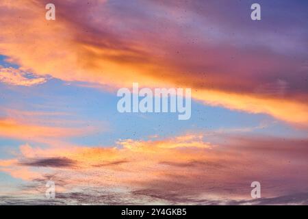 Sunset Sky au-dessus du centre-ville de Nashville avec Birds in Motion regardant vers le haut Banque D'Images