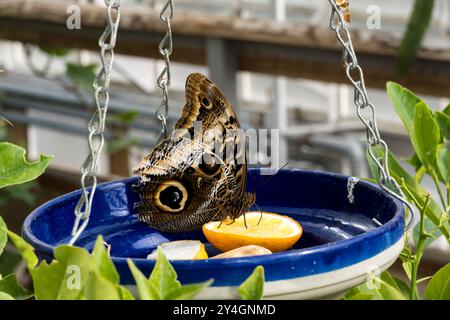 Papillon hibou géant à bordure jaune, parc animalier Woodside, Lincoln, Lincolnshire, Angleterre, ROYAUME-UNI Banque D'Images