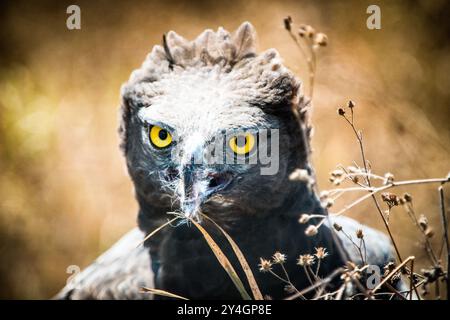 CRATÈRE DU NGORONGORO, Tanzanie — Un aigle à longue crête se nourrissant de proies récemment capturées au cratère du Ngorongoro, dans la zone de conservation de Ngorongoro, qui fait partie de T. Banque D'Images