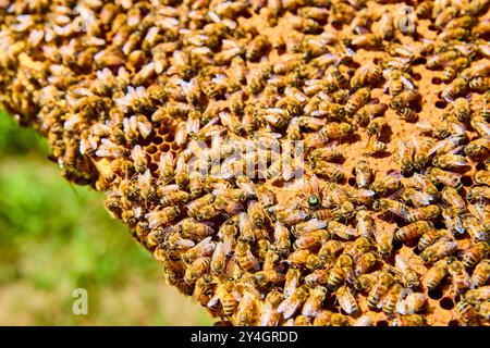 Abeilles sur Honeycomb travaillant dans Harmony gros plan Banque D'Images