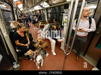 DOG WALKER DANS LE MÉTRO PARISIEN Banque D'Images