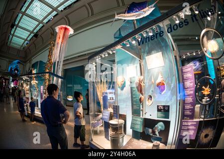 Smithsonian National Museum of Natural History Sant Ocean Hall Washington DC // WASHINGTON DC — le Sant Ocean Hall du Smithsonian National Museum of Natural History sur le National Mall. Cette vaste exposition de 23 000 pieds carrés présente les vastes collections marines du musée, avec une réplique de 45 pieds de long d'une baleine noire de l'Atlantique Nord, un modèle de calmar géant et des expositions interactives qui explorent les écosystèmes océaniques de la surface aux profondeurs de la mer. Banque D'Images