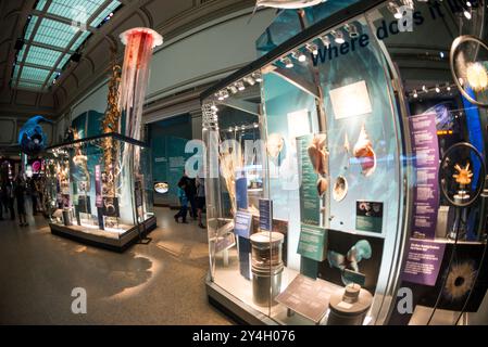 WASHINGTON DC, États-Unis — le Sant Ocean Hall du Musée national d'histoire naturelle Smithsonian sur le National Mall. Cette vaste exposition de 23 000 pieds carrés présente les vastes collections marines du musée, avec une réplique de 45 pieds de long d'une baleine noire de l'Atlantique Nord, un modèle de calmar géant et des expositions interactives qui explorent les écosystèmes océaniques de la surface aux profondeurs de la mer. Banque D'Images