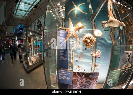 Musée national d'histoire naturelle Smithsonian Ocean Hall Washington DC // WASHINGTON DC — le Sant Ocean Hall du musée national d'histoire naturelle Smithsonian sur le National Mall. Cette vaste exposition de 23 000 pieds carrés présente les vastes collections marines du musée, avec une réplique de 45 pieds de long d'une baleine noire de l'Atlantique Nord, un modèle de calmar géant et des expositions interactives qui explorent les écosystèmes océaniques de la surface aux profondeurs de la mer. Banque D'Images