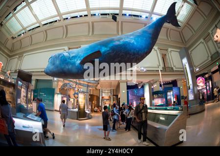 Sant Ocean Hall Whale Replica Washington DC // WASHINGTON DC — le Sant Ocean Hall du Musée national d'histoire naturelle Smithsonian sur le National Mall. Cette vaste exposition de 23 000 pieds carrés présente les vastes collections marines du musée, avec une réplique de 45 pieds de long d'une baleine noire de l'Atlantique Nord, un modèle de calmar géant et des expositions interactives qui explorent les écosystèmes océaniques de la surface aux profondeurs de la mer. Banque D'Images