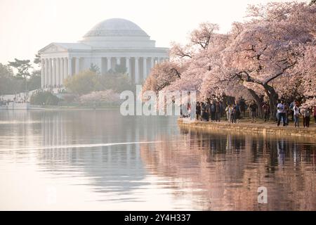 WASHINGTON DC, États-Unis — des foules de visiteurs marchent sous les cerisiers en fleurs le long du Tidal Basin, avec l'emblématique Jefferson Memorial visible en arrière-plan. Cette scène printanière par excellence à Washington DC présente les fleurs roses et blanches des cerisiers Yoshino encadrant le dôme néoclassique du mémorial, tandis que les touristes apprécient le spectacle annuel pendant le festival national des cerisiers en fleurs. Banque D'Images