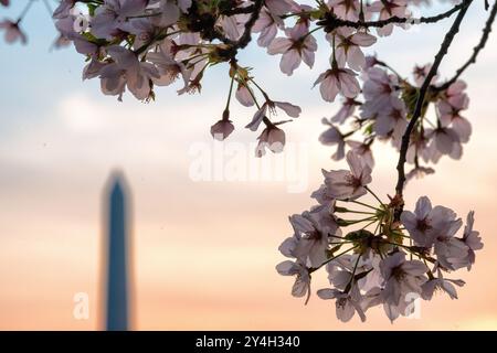 WASHINGTON DC, États-Unis — les cerisiers en fleurs en pleine floraison encadrent le Washington Monument, situé sur le National Mall à Washington DC. Les fleurs roses éclatantes contrastent avec l'obélisque blanc imposant, créant une scène printanière emblématique lors du festival annuel des cerisiers en fleurs de la ville. Les visiteurs affluent dans la région pour admirer la beauté saisonnière et explorer les monuments les plus célèbres de Washington. Banque D'Images