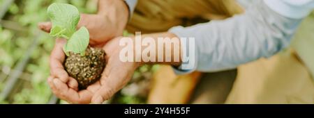 Mains tenant soigneusement les jeunes plants, prêts à être plantés dans un lit de sol de jardin. Personne portant une chemise à manches longues, entourée de nombreuses petites plantes Banque D'Images