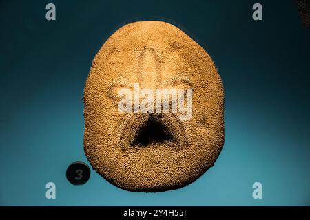 WASHINGTON DC, États-Unis — Un dollar de sable préservé exposé dans le Sant Ocean Hall du Musée national d'histoire naturelle Smithsonian. L’exposition met en valeur les espèces marines et éduque les visiteurs sur les écosystèmes océaniques. Banque D'Images