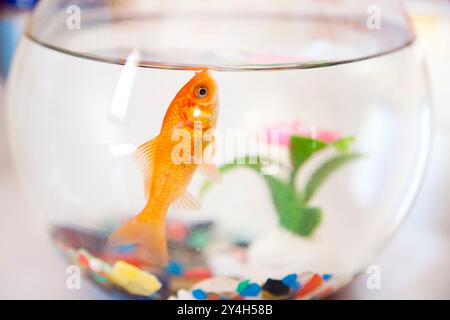 Un poisson rouge vibrant nage dans un bol de poisson clair, entouré de galets colorés et d'une plante verte, mettant en valeur la tranquillité d'une maison à Séville. Banque D'Images