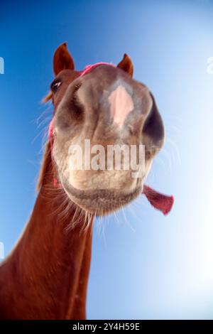 Une vue rapprochée capture les traits distinctifs d'une tête de cheval sous un ciel bleu clair à Séville, mettant en valeur son expression et sa beauté uniques. Banque D'Images