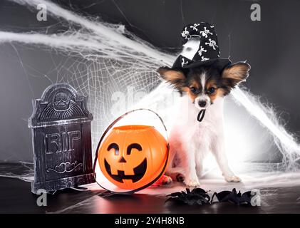 Chiot papillon dog in front of white background Banque D'Images