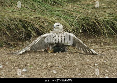 Gerfalcon Saker Falcon (Falco rusticolus, Falco cherrug) jeune hybride s'accouplant oiseau mantelant sur un canard colvert (Anas platyrhynchos) Allgaeu, Bavière Banque D'Images