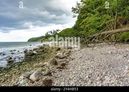 Le Hochuferwanderweg de Baabe via Sellin à Binz, à travers une forêt dense de hêtres, le long des falaises, avec de nombreuses vues sur la mer Baltique, ici la section Banque D'Images
