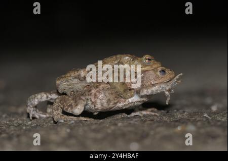 Crapaud commun (Bufo bufo), paire, sur le chemin des eaux de frai, soir, migration des crapauds, Bottrop, région de la Ruhr, Rhénanie du Nord-Westphalie, Allemagne, Europe Banque D'Images