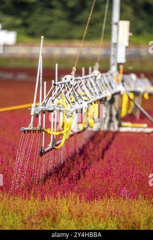 Irrigation automatique sur une zone extérieure d'une entreprise horticole, plantes d'automne, plantes de bruyère, bruyère de cloche, près de Kevelaer, Rhénanie-du-Nord-Westphalie Banque D'Images