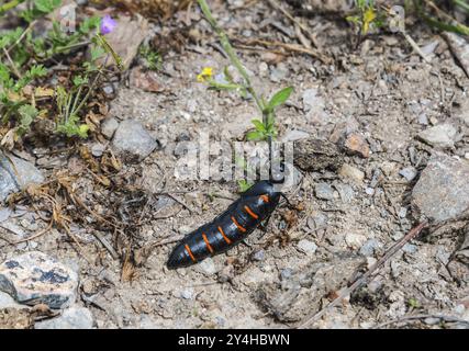 Un coléoptère noir-orange sur un substrat terreux entre de petites plantes et des pierres, coléoptère (Berberomeloe majalis), coléoptère à huile (coléoptère), Estrémadure, Spa Banque D'Images