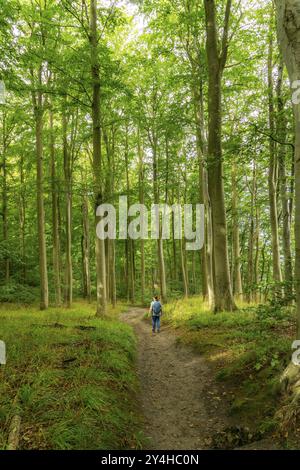 Le Hochuferwanderweg de Baabe via Sellin à Binz, à travers une forêt dense de hêtres, le long des falaises, avec de nombreuses vues sur la mer Baltique, ici la section Banque D'Images