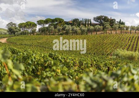 Vigne, viticulture, agriculture, agroalimentaire, viticulteur, vin, vin rouge, plantation, Suvereto, Toscane, Italie, Europe Banque D'Images