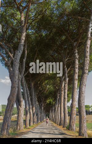 Femme dans une avenue de pins, route, chemin, avenue, pin (Pinus pinea), voyage, tourisme, paysage, Suvereto, Italie, Europe Banque D'Images