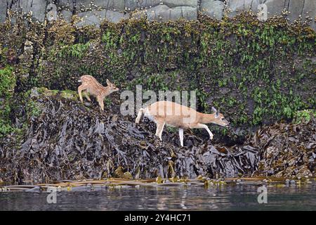 Cerf de Virginie (Odocoileus hemionus), biche avec faon, côte du Pacifique, île de Vancouver Banque D'Images