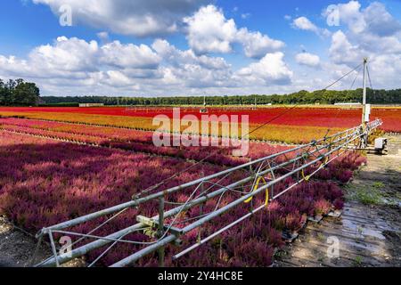 Irrigation automatique sur une zone extérieure d'une entreprise horticole, plantes d'automne, plantes de bruyère, bruyère de cloche, près de Kevelaer, Rhénanie-du-Nord-Westphalie Banque D'Images