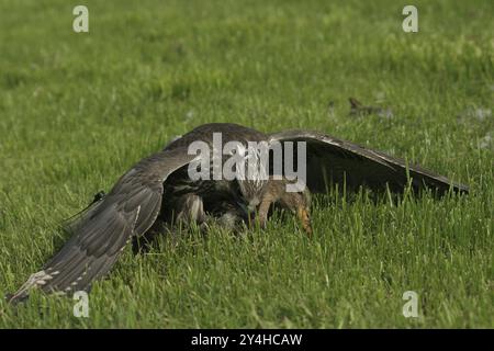 Gerfalcon (Falco rusticolus) jeune oiseau se reproduisant au-dessus d'un colvert (Anas platyrhynchos) Allgaeu, Bavière, Allemagne, Allgaeu, Bavière, Allemagne, Euro Banque D'Images