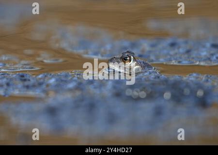 Grenouille herbacée (Rana temporaria), mâle unique, dans les eaux de frai, dans les frayères de grenouille, pendant la saison de reproduction, Bottrop, région de la Ruhr, Rhénanie du Nord-Westphalie, Allemagne Banque D'Images