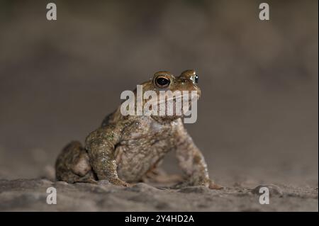 Crapaud commun (Bufo bufo), mâle célibataire, sur le chemin des eaux de frai, soir, migration des crapauds, Bottrop, région de la Ruhr, Rhénanie du Nord-Westphalie, Allemagne, EUR Banque D'Images