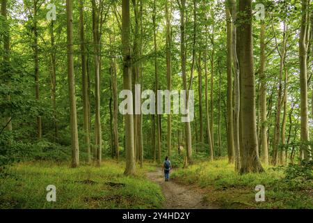 Le Hochuferwanderweg de Baabe via Sellin à Binz, à travers une forêt dense de hêtres, le long des falaises, avec de nombreuses vues sur la mer Baltique, ici la section Banque D'Images