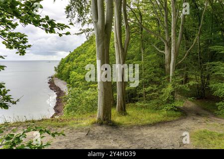 Le Hochuferwanderweg de Baabe via Sellin à Binz, à travers une forêt dense de hêtres, le long des falaises, avec de nombreuses vues sur la mer Baltique, ici la section Banque D'Images