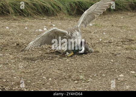 Gerfalcon faucon faucon (Falco rusticolus, Falco cherrug) jeune oiseau hybride s'accouplant avec le canard colvert (Anas platyrhynchos) Allgaeu, Bavière, Allemagne, A Banque D'Images