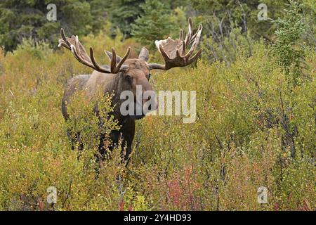 Orignal (Alces alces) debout dans la forêt boréale au milieu des buissons colorés d'automne, parc national de Denali Banque D'Images