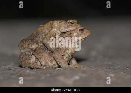 Crapaud commun (Bufo bufo), paire, sur le chemin des eaux de frai, soir, migration des crapauds, Bottrop, région de la Ruhr, Rhénanie du Nord-Westphalie, Allemagne, Europe Banque D'Images