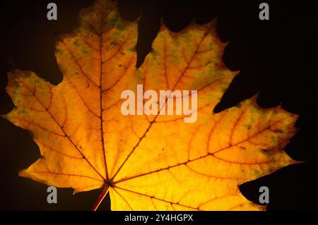 Silhouette de feuille jaune avec des rainures éclairées par derrière sur fond noir, vue de dessus, image à gauche. Banque D'Images