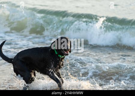 Chien noir labrador retriever s'amusant à jouer dans l'océan Banque D'Images