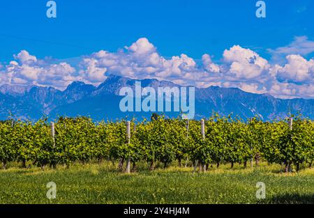 FRIULI VENEZIA GIULIA, ITALIE – 26 MAI 2024 : vignobles avec les Dolomites frioulanes en arrière-plan. Le paysage combine la victoire renommée de la région Banque D'Images