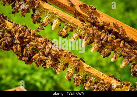 Abeilles sur Honeycomb dans Beehive en gros plan avec vue sur le jardin vert Banque D'Images