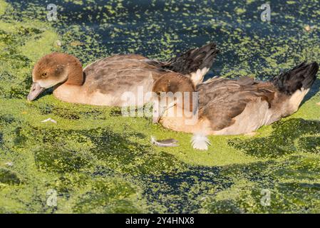 Deux jeunes oies égyptiennes (Alopochen aegyptiaca) buvant à Rye Meads, Herts Banque D'Images