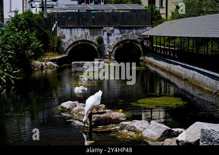 Château de Pandone, lavoir et étang à poissons de Venafro, Isernia, Molise, Italie Banque D'Images