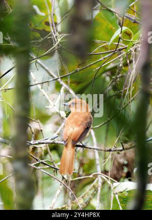 Cannelle attila, attila cannelle, Attila cinnamomeus, királygébics, Parc national de Yasuní, Equateur, Amérique du Sud Banque D'Images