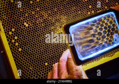 Greffe en nid d'abeilles avec loupe vue rapprochée Banque D'Images