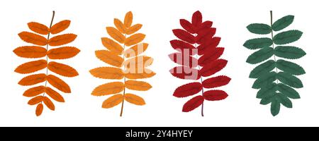 Ensemble de feuilles de rowan d'automne. Feuilles réalistes de rowan jaune, rouge, orange, vert. Illustration vectorielle Illustration de Vecteur