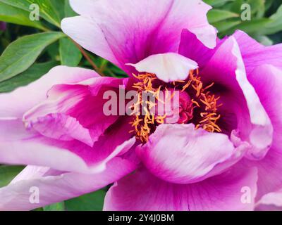 Fleur de pivoine d'arbre. Grande belle fleur de pivoine d'arbre rose. Fleur avec des pétales d'inflorescence rose vif et des feuilles vertes en gros plan. Sélection et élevage. Fleur variétale cultivée. Paeonia. Nature. Banque D'Images