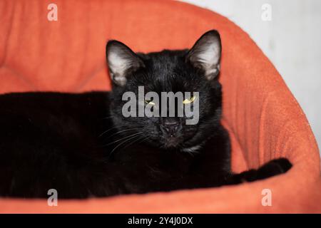 Un chat noir élégant avec des yeux jaunes frappants est confortablement allongé dans un lit orange confortable, profitant de son temps de détente là-bas Banque D'Images