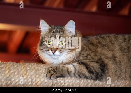 Un beau chat aux yeux verts frappants est confortablement allongé sur un arbre à chat haut et robuste, profitant de son endroit confortable au soleil Banque D'Images