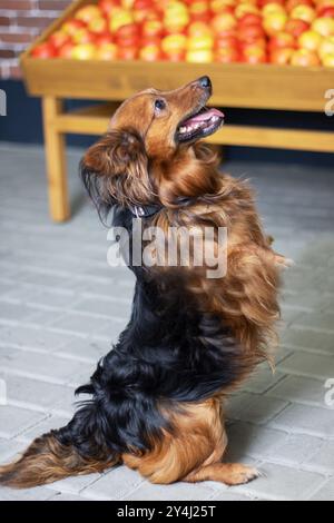 Un joli chien brun et noir se tient debout avec confiance sur ses pattes arrière devant un écran coloré rempli de pommes mûres Banque D'Images