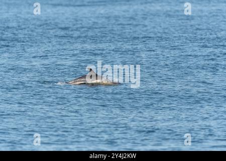 Dauphin commun (Delphinus delphis) nageant à la surface de l'eau dans la mer d'Iroise. Finistère, Bretagne, France, Europe Banque D'Images