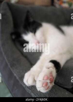 Gros plan de la patte d'un chat montrant de la fourrure blanche et des coussinets roses Banque D'Images